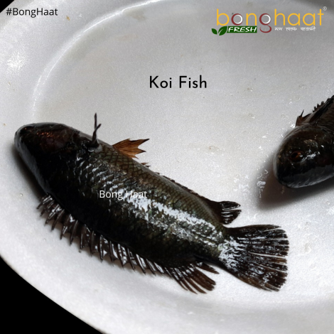 Koi Fish (Maach) Big Size 1 KG (Cut and Cleaned)