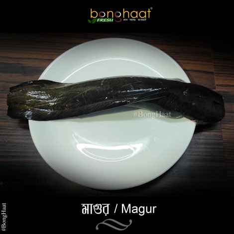 Magur Fish (Maach) 1KG (Cut and Cleaned)