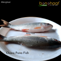 Charapona Fish (Maach) 1KG ( Cut and Cleaned)