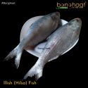  Hilsa Fish (Ilish Maach) (1KG in weight) Cut and Cleaned 1KG