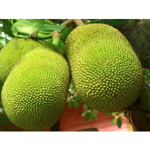Green Jackfruit  (এচোর)