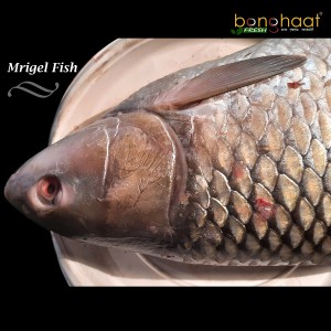 Mrigal Fish (Maach) 1KG (Cleaned and Cut)